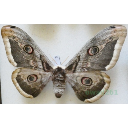 Saturnia pyri (Denis & Schiffermüller, 1775) female Pawica gruszówka Croatia 103mm89